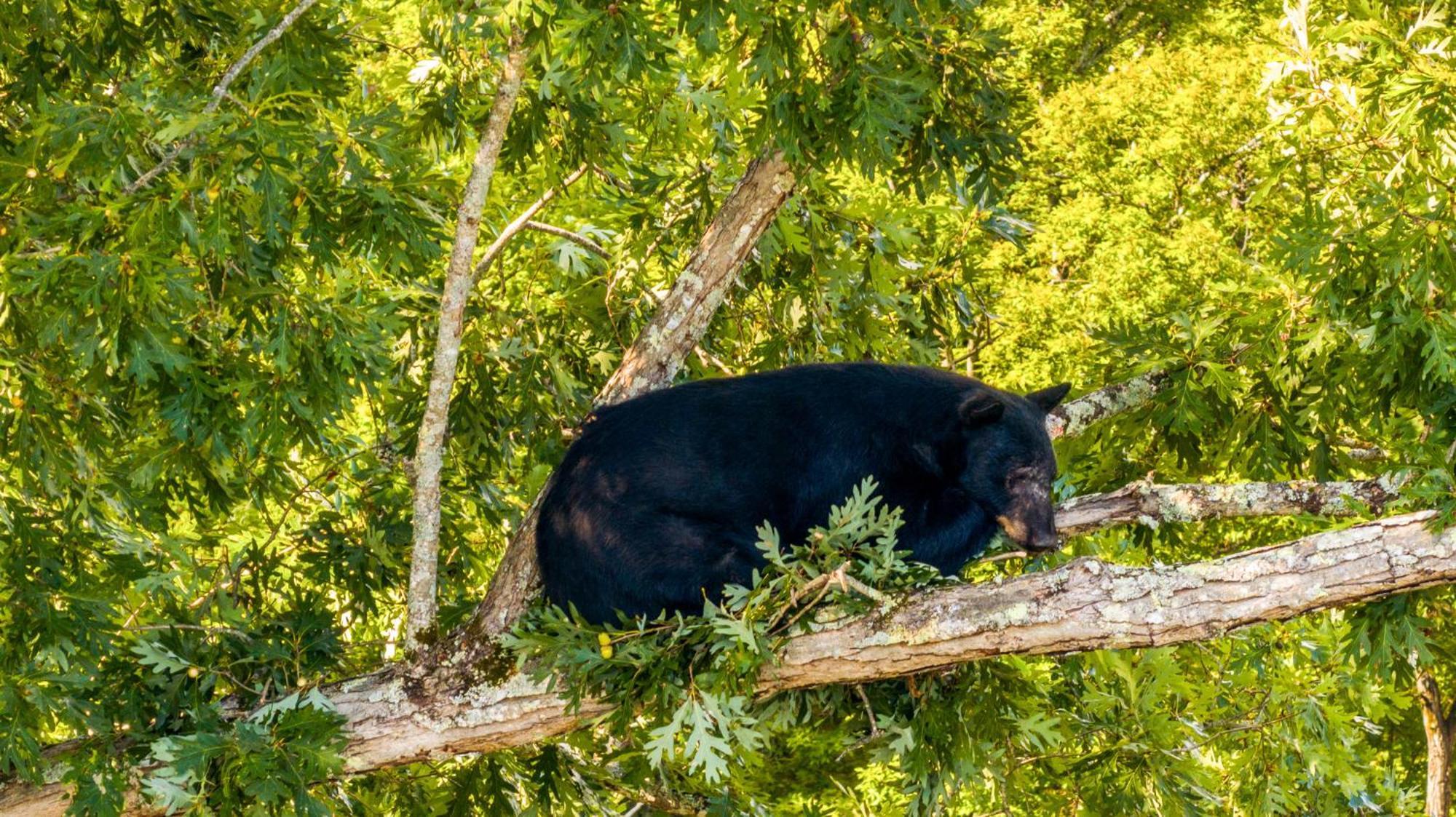 Baloo'S Bungalow Gatlinburg Exteriör bild